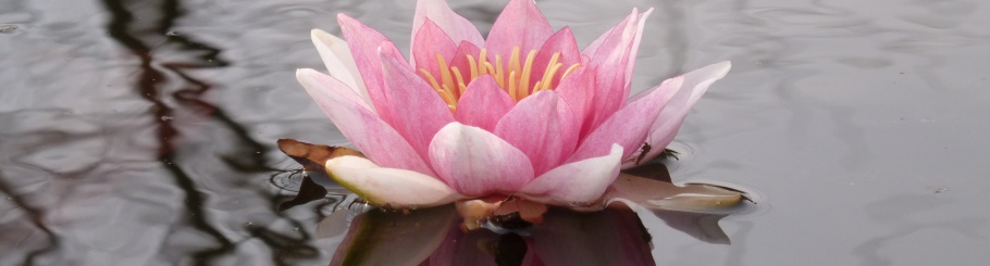 lotus in a pond