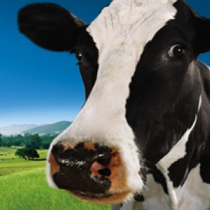 Vegan Buddhists and Friends