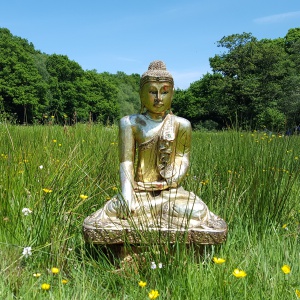 Buddha in the Field