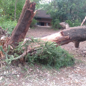 Tree uprooted
