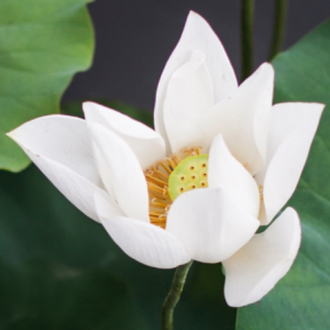 Lotus image