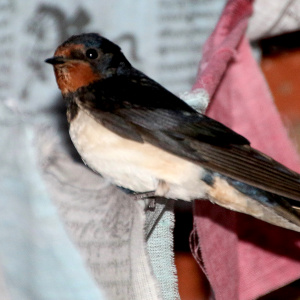 A Taraloka swallow.  In 2019, no swallows bred at Taraloka, for the first time.