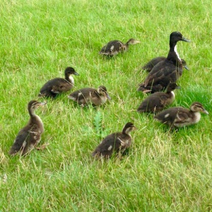 ducks at Vajrasana 