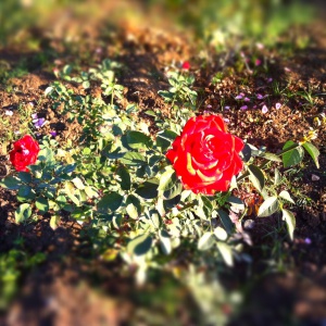 Morning roses