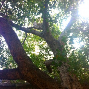 Under the Bodhi tree